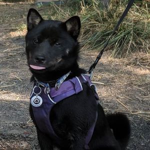 Meet your Posher, Perry